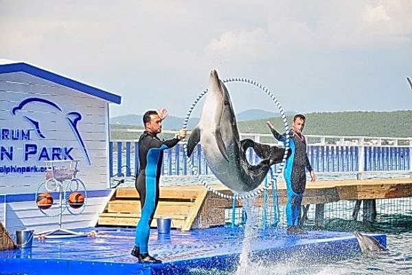 Bodrum Dolphin Park Yunuslar ile Yüzme